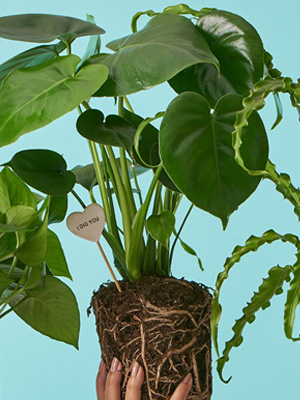 5 Tips to Keep Your Plants Happy When you are Away