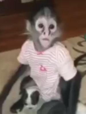 Funny Animals ; Funny video