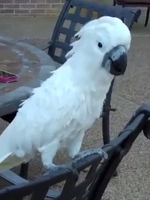 Funny PARROT Videos Parrots making funny sounds and noises Compilation 2017