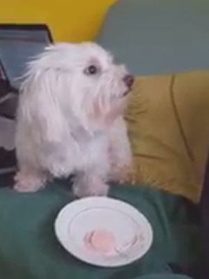 Funny animals make you happy and laugh Funny animal compilation