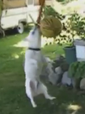 Nobody passed this LAUGH challenge YET FUNNY DOG videos