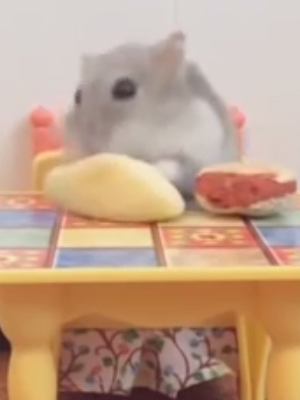 Super HARD TRY NOT TO LAUGH CHALLENGE Funny ANIMAL compilation