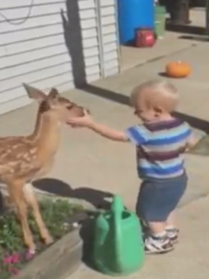 WATCH and TRY TO STOP LAUGHING Super FUNNY VIDEOS compilation