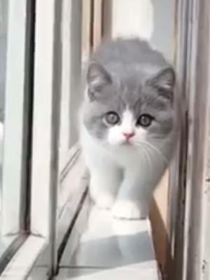 Baby Cats Cute and Funny Cat Videos Compilation 27 Aww Animals
